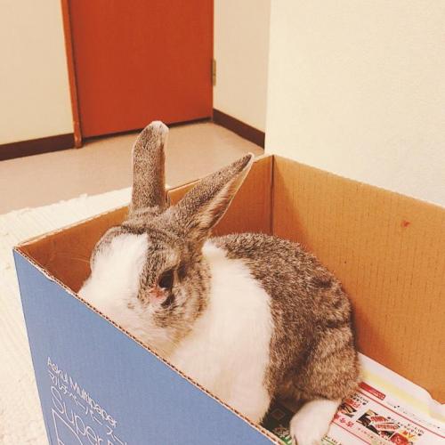 インフルの検査やだな～