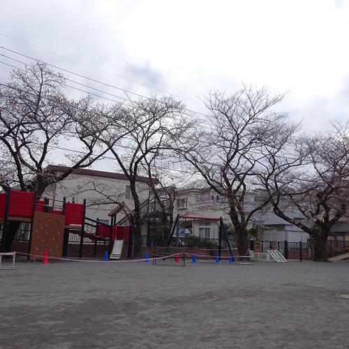 まだまだつぼみ多め