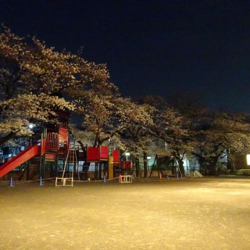 夜桜もいかが