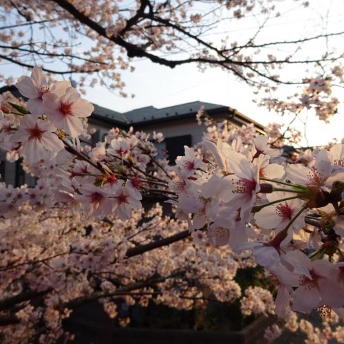 夕焼けに染まる桜ちゃん