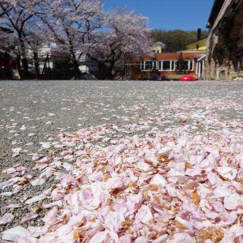 お願い散らないで