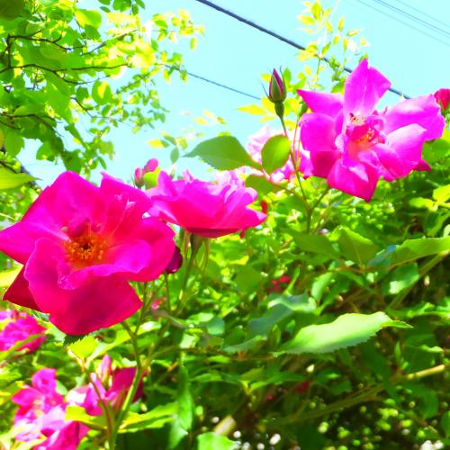 どこの花でしょう？