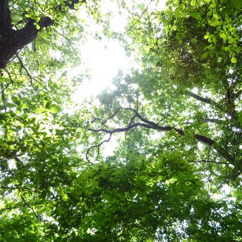 とめどない新緑感